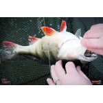 Ripper REDBASS KICKER L - 100 mm