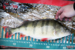 Ripper REDBASS KICKER L - 100 mm