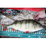 Ripper REDBASS KICKER L - 100 mm