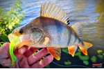 Ripper REDBASS KICKER L - 100 mm