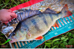 Ripper REDBASS KICKER L - 100 mm