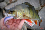 Ripper REDBASS KICKER L - 100 mm