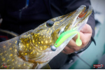 Ripper REDBASS KICKER L - 100 mm