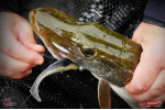 Ripper REDBASS KICKER L - 100 mm