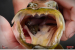 Ripper REDBASS KICKER L - 100 mm