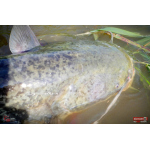 Ripper REDBASS KICKER L - 100 mm