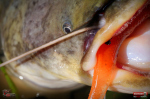 Ripper REDBASS KICKER L - 100 mm