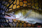 Ripper REDBASS KICKER S - 70 mm