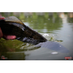 Ripper REDBASS KICKER S - 70 mm