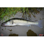 Ripper REDBASS KICKER S - 70 mm