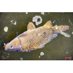 Ripper REDBASS KICKER S - 70 mm