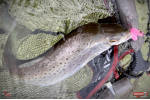 Ripper REDBASS KICKER S - 70 mm