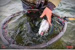 Ripper REDBASS KICKER S - 70 mm