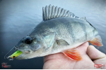 Ripper REDBASS KICKER S - 70 mm