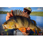 Ripper REDBASS KICKER S - 70 mm