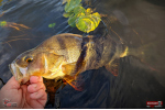 Ripper REDBASS KICKER S - 70 mm