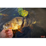 Ripper REDBASS KICKER S - 70 mm