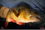 Ripper REDBASS KICKER S - 70 mm