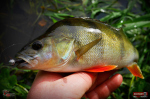 Ripper REDBASS KICKER S - 70 mm