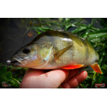 Ripper REDBASS KICKER S - 70 mm