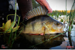 Ripper REDBASS KICKER S - 70 mm