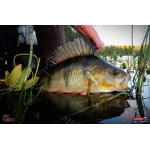 Ripper REDBASS KICKER S - 70 mm