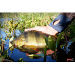 Ripper REDBASS KICKER S - 70 mm