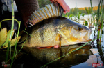 Ripper REDBASS KICKER S - 70 mm