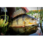 Ripper REDBASS KICKER S - 70 mm