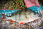 Ripper REDBASS KICKER S - 70 mm