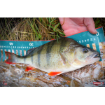 Ripper REDBASS KICKER S - 70 mm
