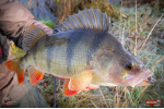Ripper REDBASS KICKER S - 70 mm