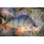 Ripper REDBASS KICKER S - 70 mm