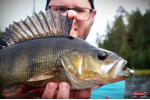 Ripper REDBASS KICKER S - 70 mm