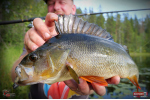 Ripper REDBASS KICKER S - 70 mm