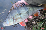 Ripper REDBASS KICKER S - 70 mm