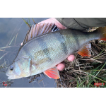 Ripper REDBASS KICKER S - 70 mm