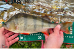 Ripper REDBASS KICKER S - 70 mm