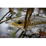 Ripper REDBASS KICKER S - 70 mm