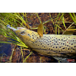 Ripper REDBASS KICKER S - 70 mm