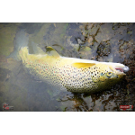 Ripper REDBASS KICKER S - 70 mm