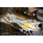 Ripper REDBASS KICKER S - 70 mm