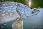 Ripper REDBASS KICKER S - 70 mm