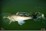 Ripper REDBASS KICKER XL - 125 mm
