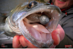 Ripper REDBASS KICKER XL - 125 mm