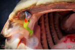 Ripper REDBASS KICKER XL - 125 mm