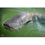Ripper REDBASS KICKER XL - 125 mm