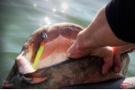 Ripper REDBASS KICKER XL - 125 mm