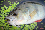 Ripper REDBASS KICKER XS - 42 mm