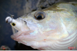 Ripper REDBASS KICKER XS - 42 mm